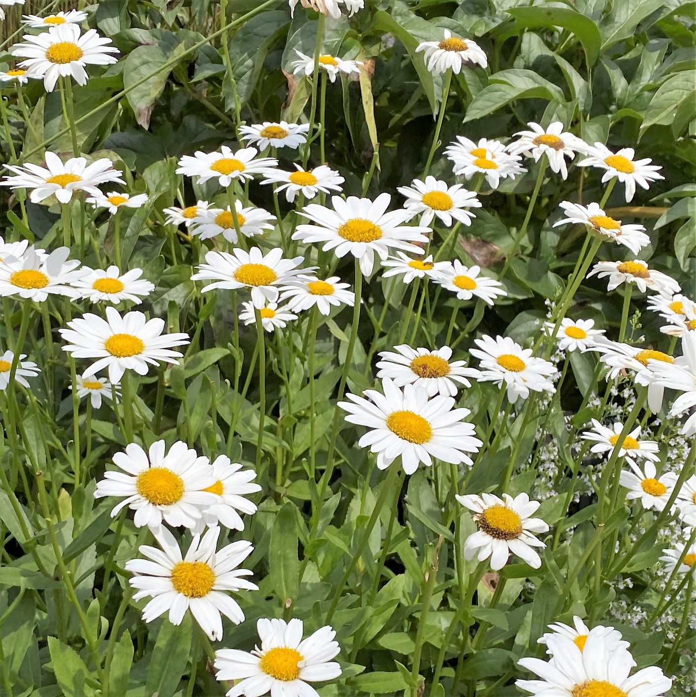White Leucanthem Flower seeds for Planting - Seasonal Bloomer, Heirloom & GMO Free Seeds for Home Garden