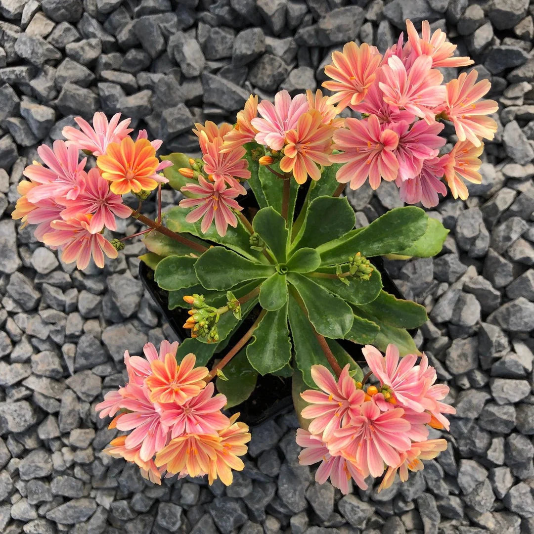 Strain Flower Seeds – Various Species for Planting in Flower Bed