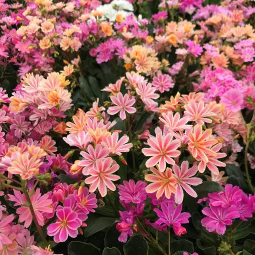 Mixed Lewisia Flower Planting Seeds - Vibrant Perennial Blooms for Beautiful Gardens
