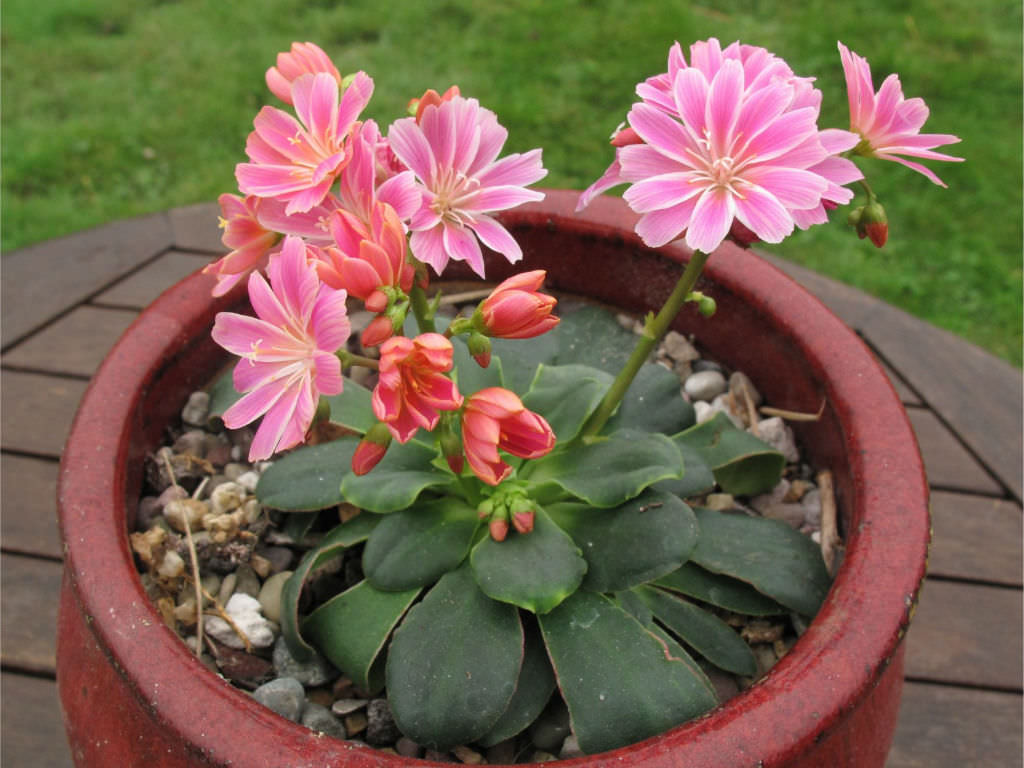 Pink Lewisia Flower seeds for Planting Cut Flower Favorite Heirloom & GMO Free Seeds for Home Garden 
 
 Sale
