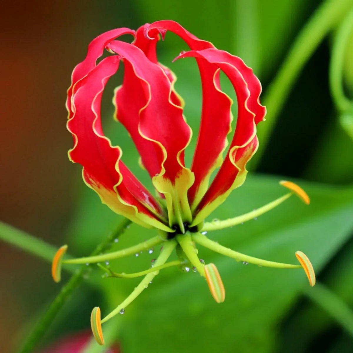 Gloriosa Lily Gloriosa superba Plant Seeds for Planting for Flower Bed