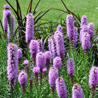 Lavender Liatris Flower seeds for Planting - Drought Tolerant, Heirloom & GMO Free Seeds for Home Garden