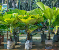 Close-up of lush green Licuala Grandis fan-shaped foliage.

