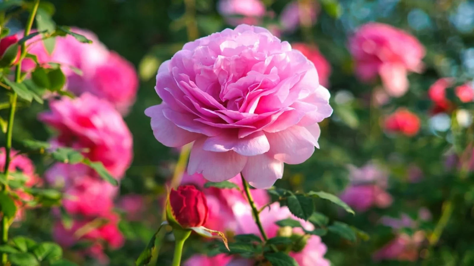 Light Pink Rose flowers for bouquet