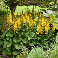 Yellow Ligularia Flower seeds for Planting - Bright Blooms, Heirloom & GMO Free Seeds for Home Garden