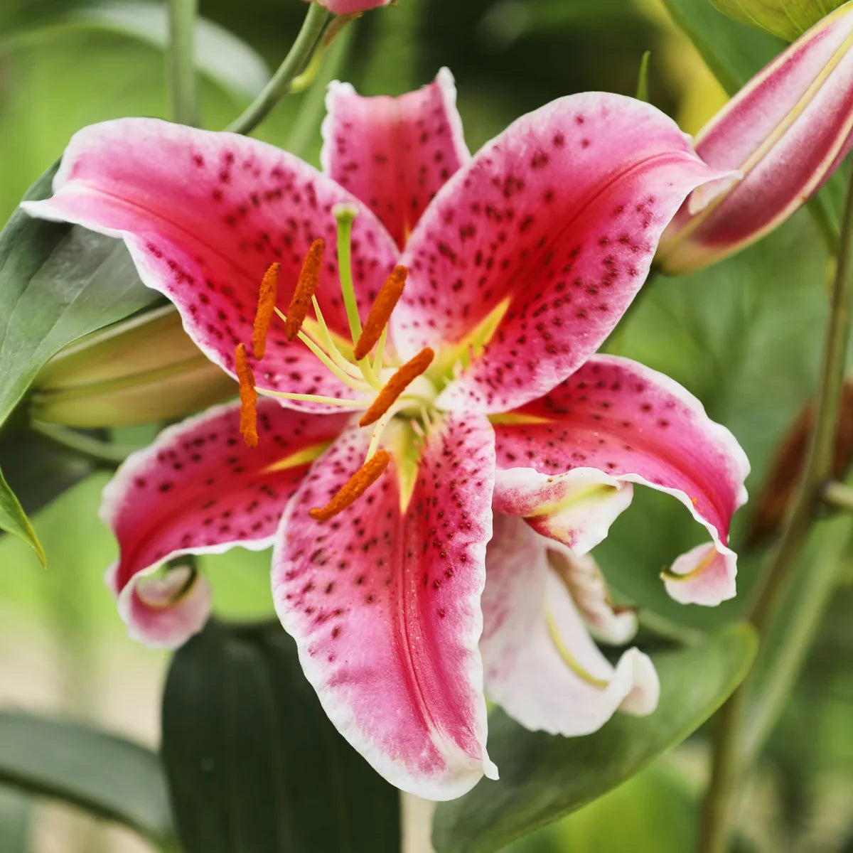 Stargazer Oriental Lily Bulbs for Garden Beds, Borders, Containers & Outdoor Landscapes