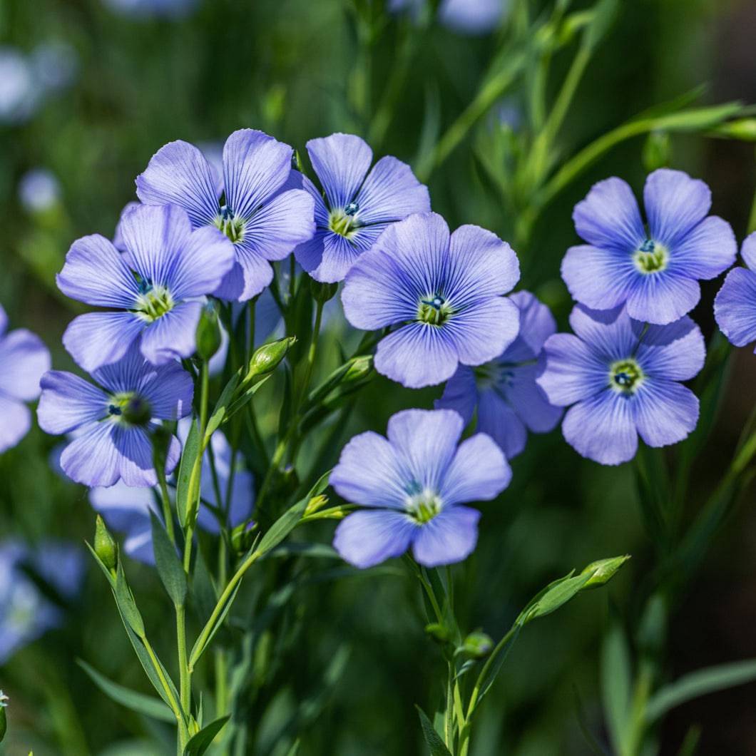 Blue Linum Lewisii flowering seeds for gardens
