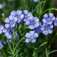 Blue Linum flowering seeds for gardens