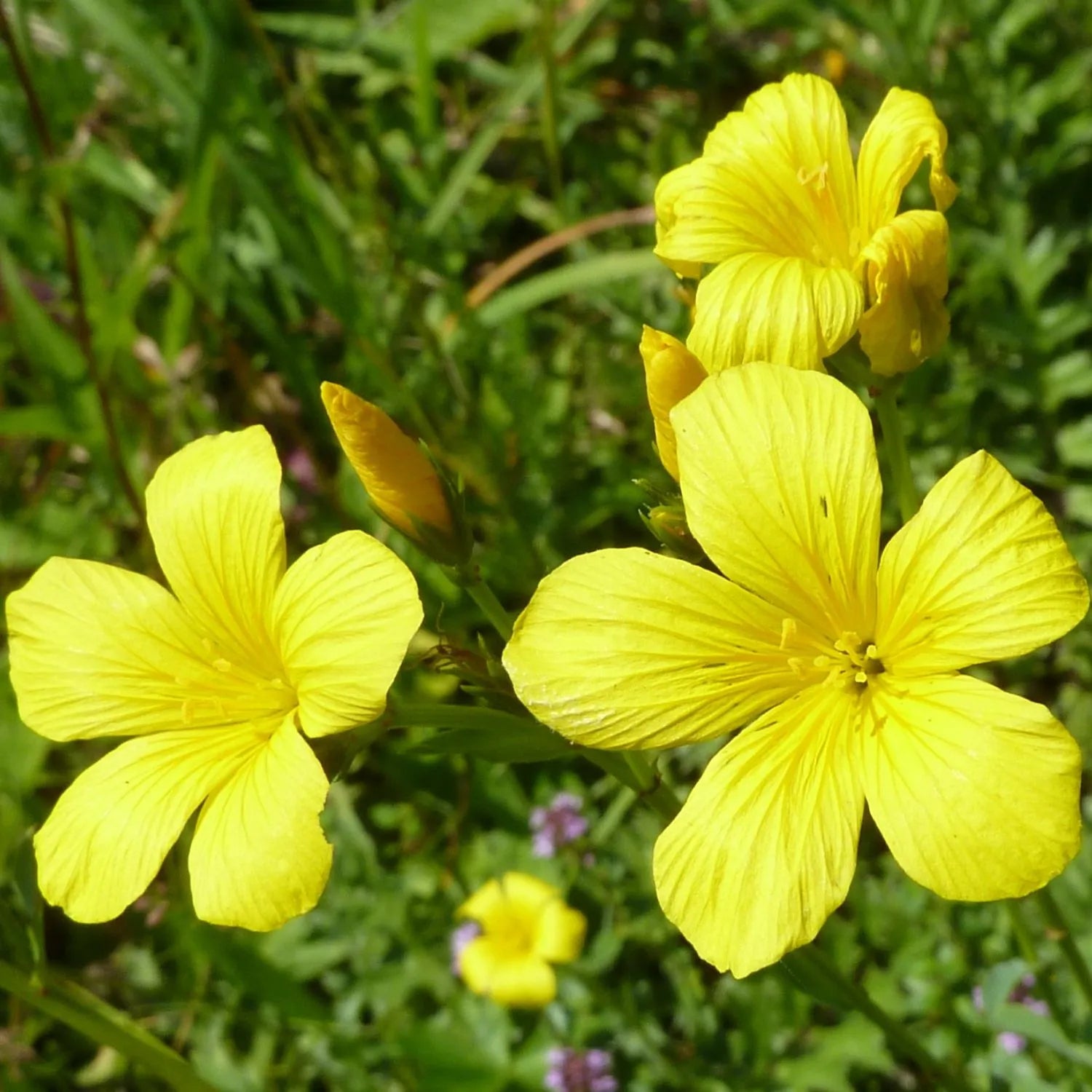 Heirloom Linum Flavum Flower seeds for Planting Wildflower Mix Heirloom & GMO Free Seeds for Home Garden