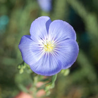 Blue Flax Flower seeds for Planting - Sun Loving, Heirloom & GMO Free Seeds for Home Garden