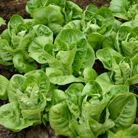 Little Gem Lettuce Seeds
