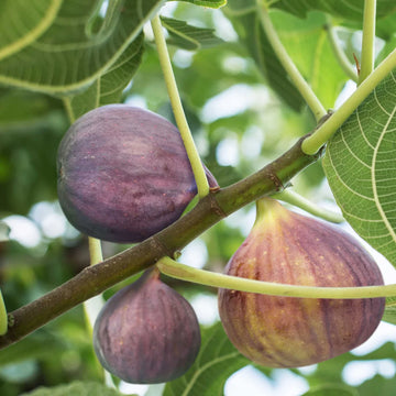 Burgundy Fig Seeds for Planting
