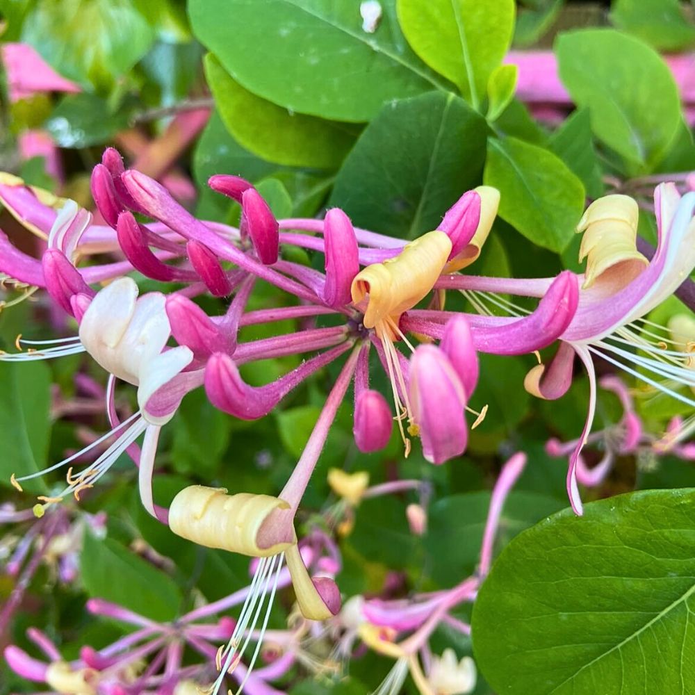 Honeysuckle Flower seeds for Planting Premium Quality Heirloom & GMO Free Seeds for Home Garden
