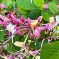 Honeysuckle Flower seeds for Planting Premium Quality Heirloom & GMO Free Seeds for Home Garden