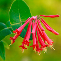 Close-up of coral honeysuckle flowers and green foliage outdoors.