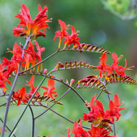 Lucifer Crocosmia flowering bulbs for garden planting