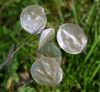 White Lunaria Biennis Flower seeds for Planting - Pollinator Friendly, Heirloom & GMO Free Seeds for Home Garden