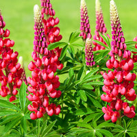 Red Lupin Flower seeds for Planting - Drought Tolerant, Heirloom & GMO Free Seeds for Home Garden