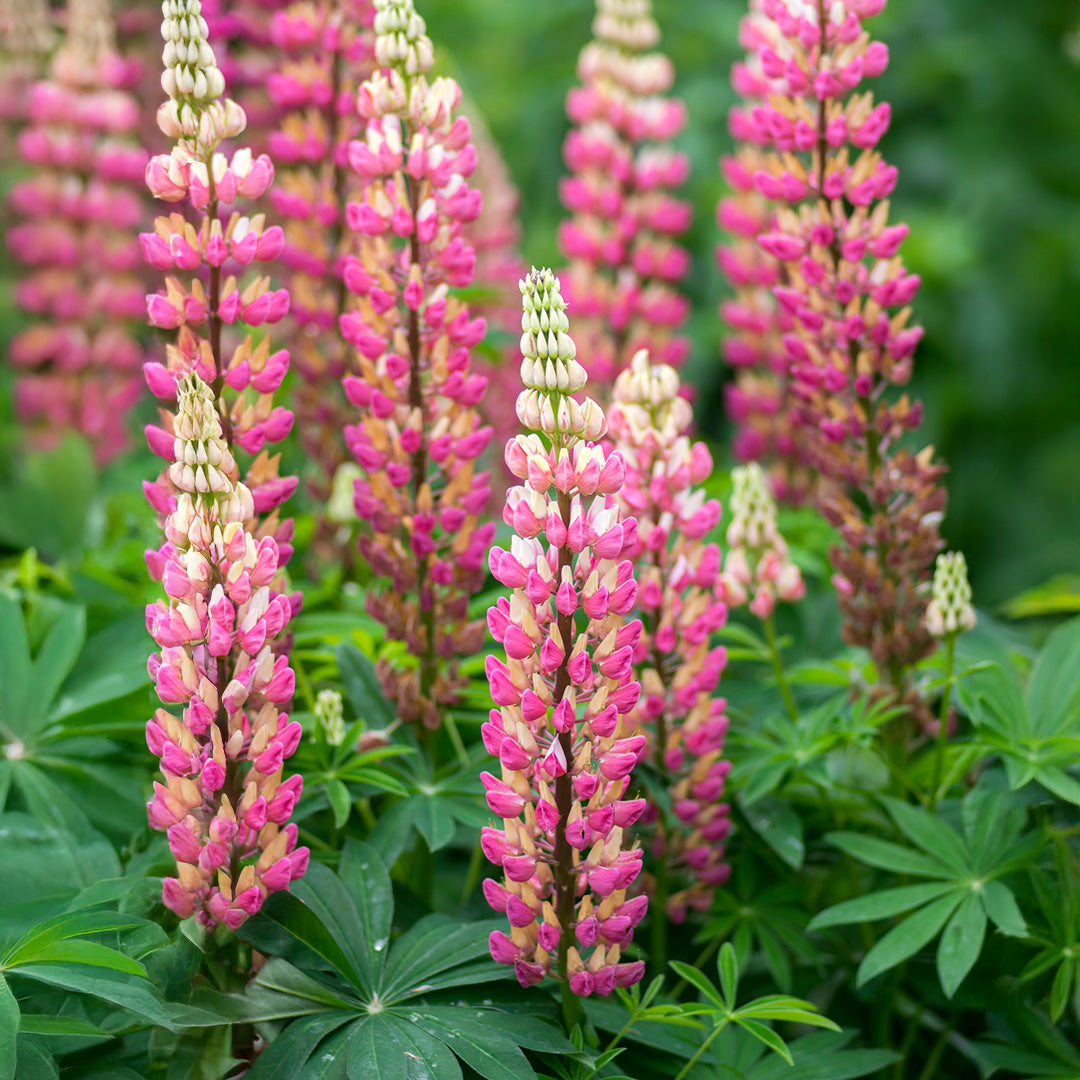Pink Lupine Popsicle Flower seeds for Planting Compact Growth Heirloom & GMO Free Seeds for Home Garden 
 
 Sale