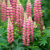Pink Lupine Popsicle Flower seeds for Planting Compact Growth Heirloom & GMO Free Seeds for Home Garden 
 
 Sale