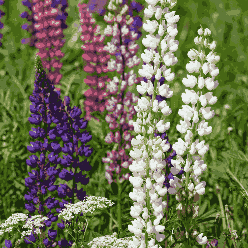 Lupine Flower seeds for Planting, Bright Blooms Heirloom & GMO Free Seeds for Home Garden