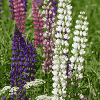 Lupine Flower seeds for Planting, Bright Blooms Heirloom & GMO Free Seeds for Home Garden