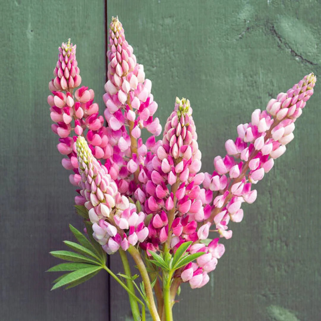 Pink Lupine Popsicle Flower seeds for Planting Compact Growth Heirloom & GMO Free Seeds for Home Garden 
 
 Sale