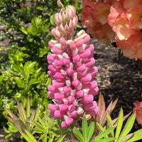 Thick Pink Lupine Flower Seeds for Planting Fragrant Blossoms Heirloom & GMO Free Seeds for Home Garden
 
 Sale