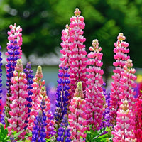 Violet Yellow Lupine Flower seeds for Planting Pollinator Friendly Heirloom & GMO Free Seeds for Home Garden 
 
 Sale