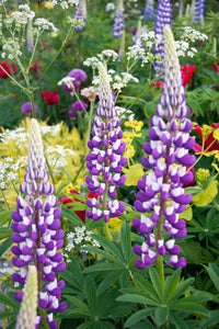 Lupin Pixie Flower seeds for Planting Fragrant Blossoms Heirloom & GMO Free Seeds for Home Garden
