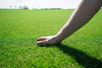 Lush Zoysia grass covering a sunny outdoor lawn with even growth.