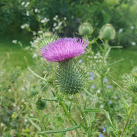 Silybum marianum herb plants with ornamental blooms and textured leaves