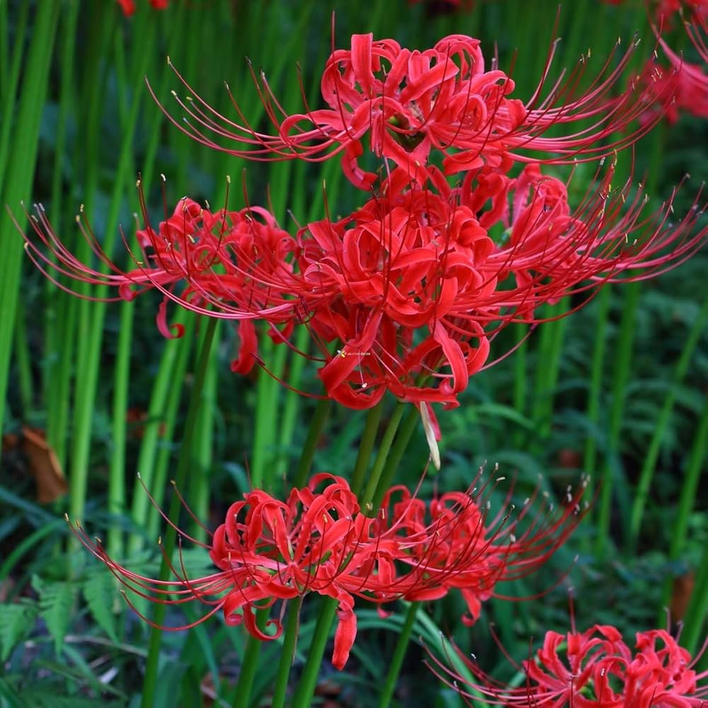 Japanese Radiata Lycoris seeds for planting