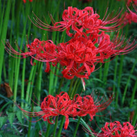 Japanese Radiata Lycoris seeds for planting