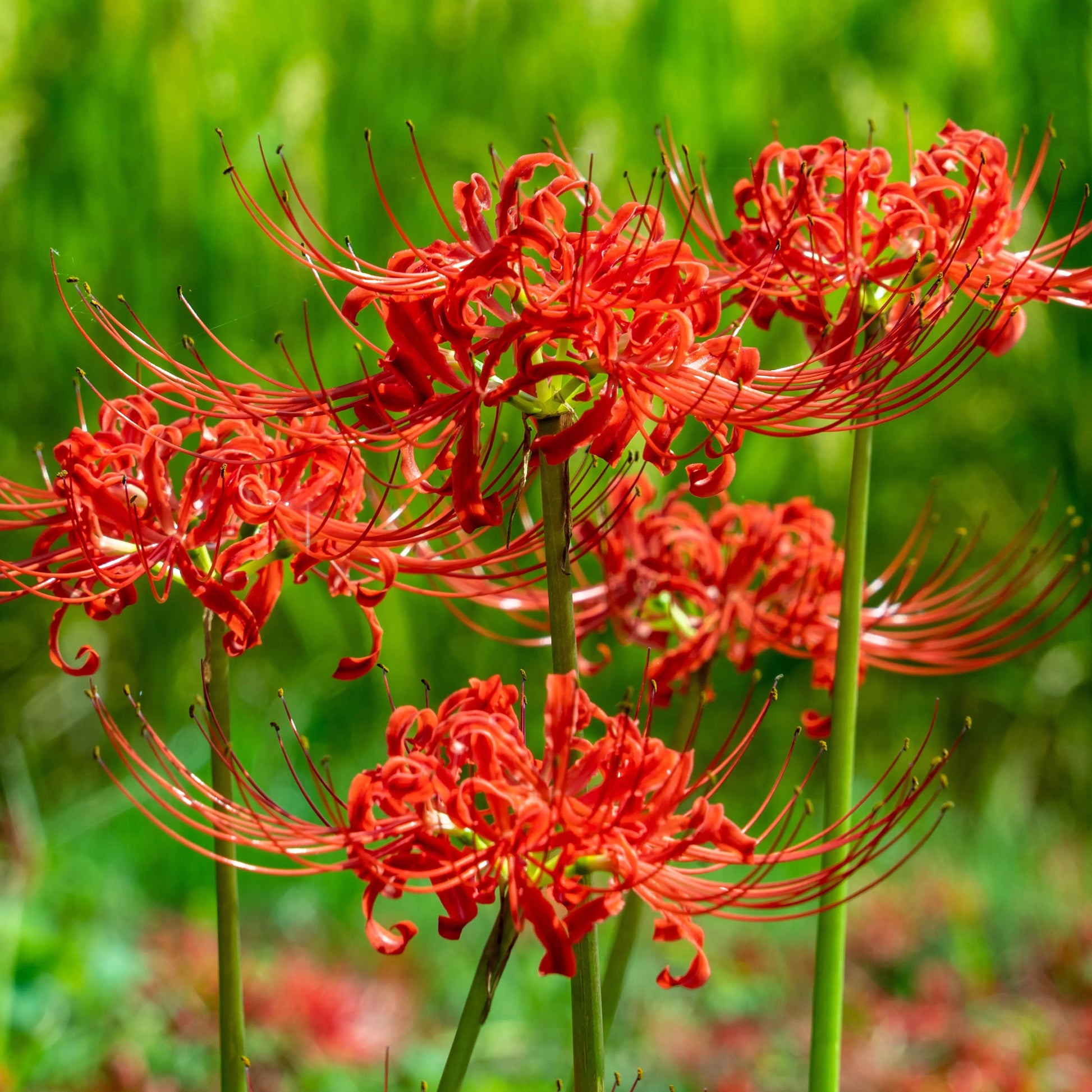 Lycoris Radiata Flower seeds for Planting Shade Tolerant Heirloom & GMO Free Seeds for Home Garden 
 
 Sale