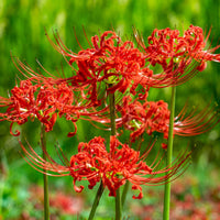 Lycoris Radiata Flower seeds for Planting Shade Tolerant Heirloom & GMO Free Seeds for Home Garden 
 
 Sale