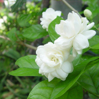 Jasminum Flower seeds for Planting Cut Flower Favorite Heirloom & GMO Free Seeds for Home Garden
 
 Sale seeds for home garden planting