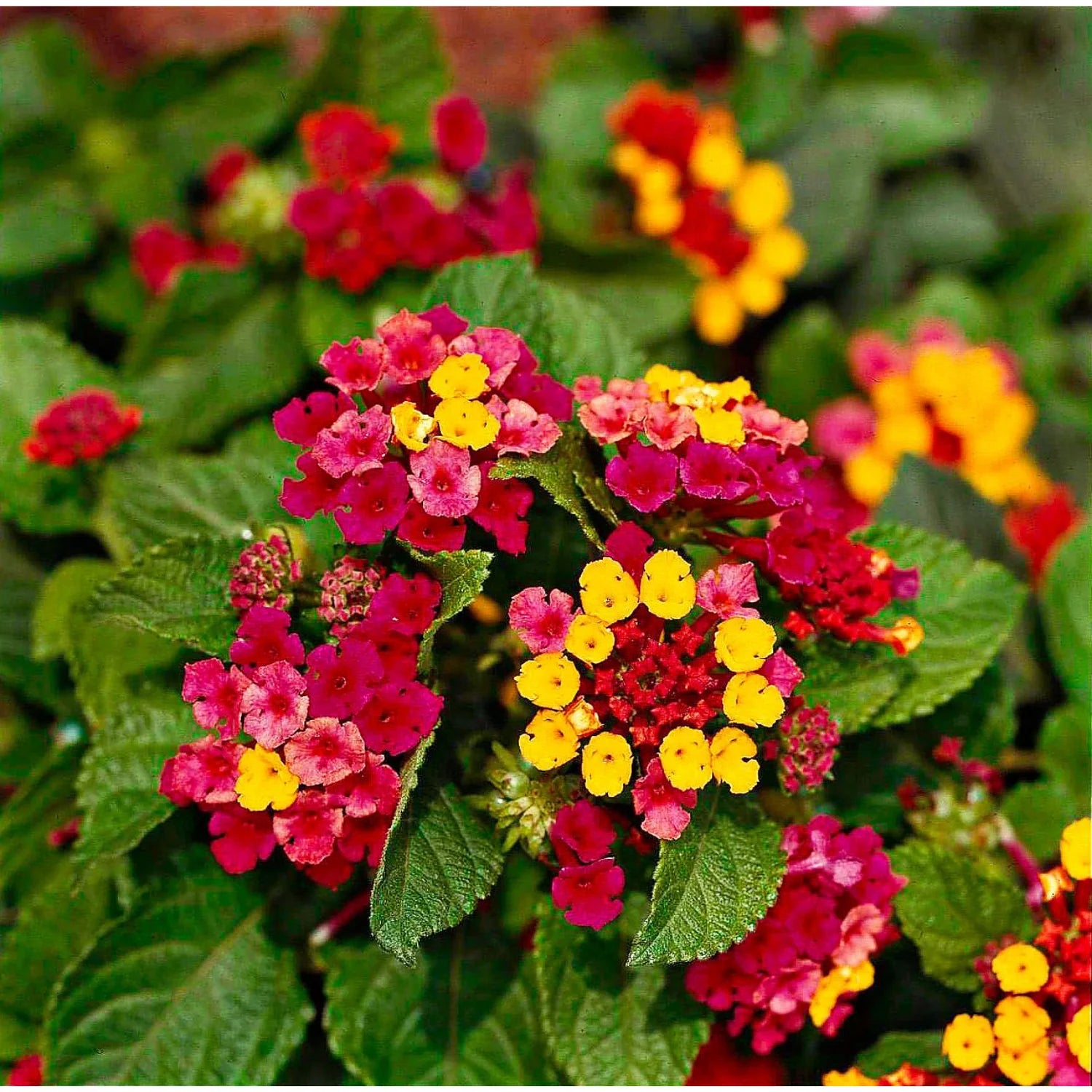 Lantana Flower seeds for Planting Fragrant Blossoms Heirloom & GMO Free Seeds for Home Garden