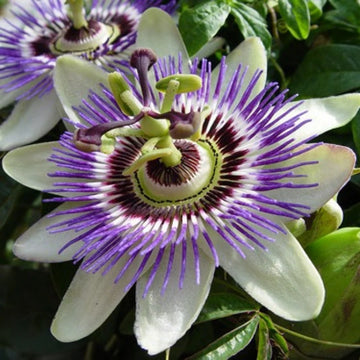 Passion Flower seeds for Planting Seasonal Bloomer Heirloom & GMO Free Seeds for Home Garden