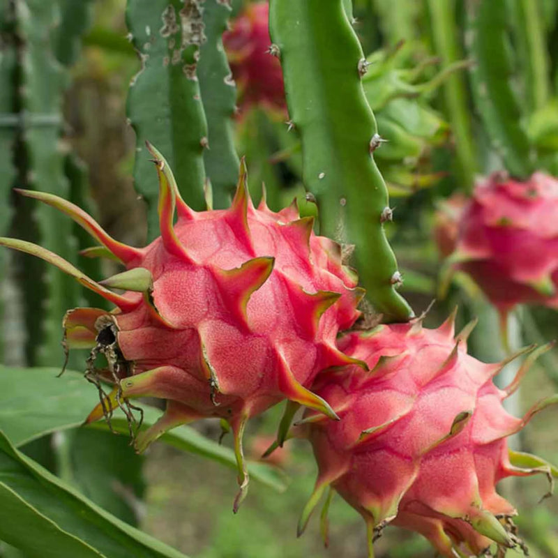 Pitaya Seeds Collection for Easy Planting