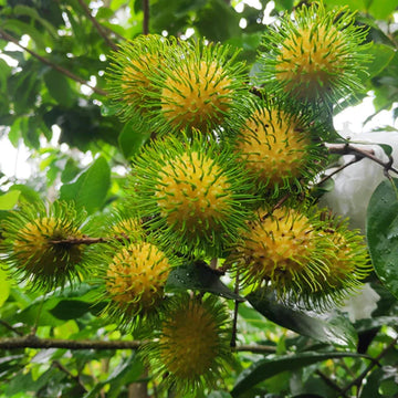 Yellow Rambutan fruits growing on a tropical tree with green foliage.
