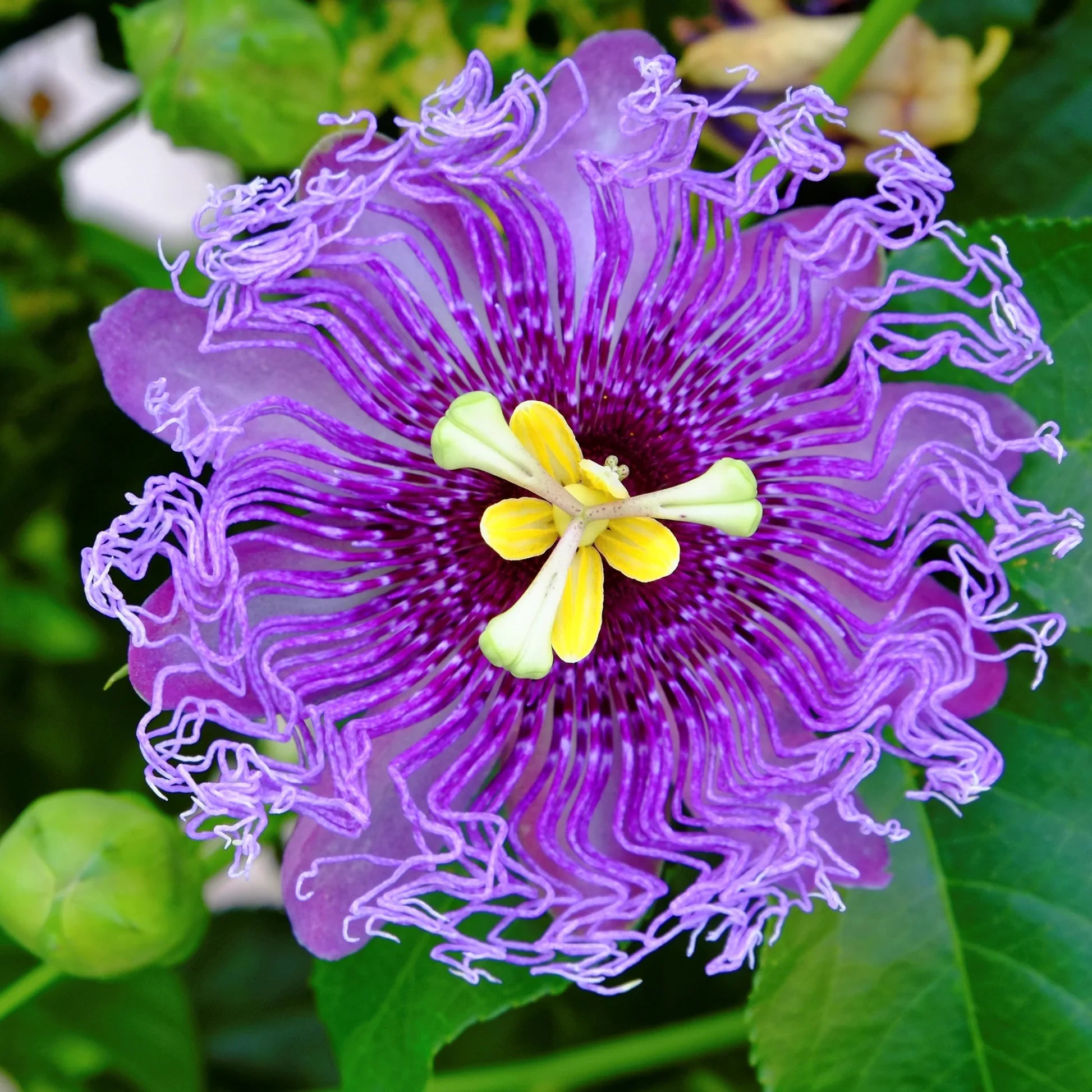 Passiflora incarnata (Maypop) Seeds for Planting – Heirloom & Non-GMO Passion Flower Seeds