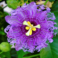 Passiflora incarnata (Maypop) Seeds for Planting – Heirloom & Non-GMO Passion Flower Seeds