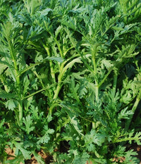 Edible Chrysanthemum Shungiku Seeds for Planting – Heirloom Non-GMO Asian Leafy Green Vegetable Seeds