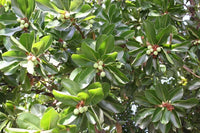 Macadamia integrifolia tree growing in a tropical garden landscape