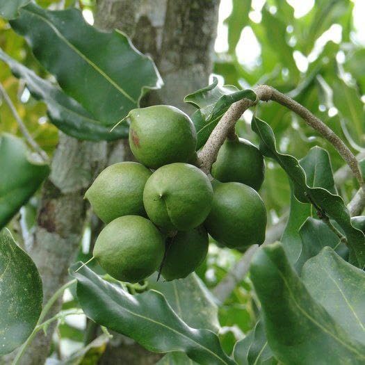 Macadamia integrifolia tree seeds for tropical garden planting