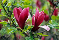 Magnolia Flower Planting Seeds - Grow Stunning Blooms in Your Garden