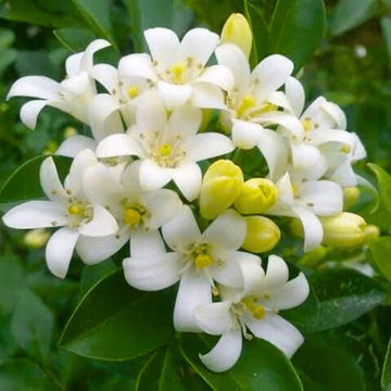 White Murraya Flower seeds for Planting - Hardy Variety, Heirloom & GMO Free Seeds for Home Garden
 
 Sale seeds for planting in home garden