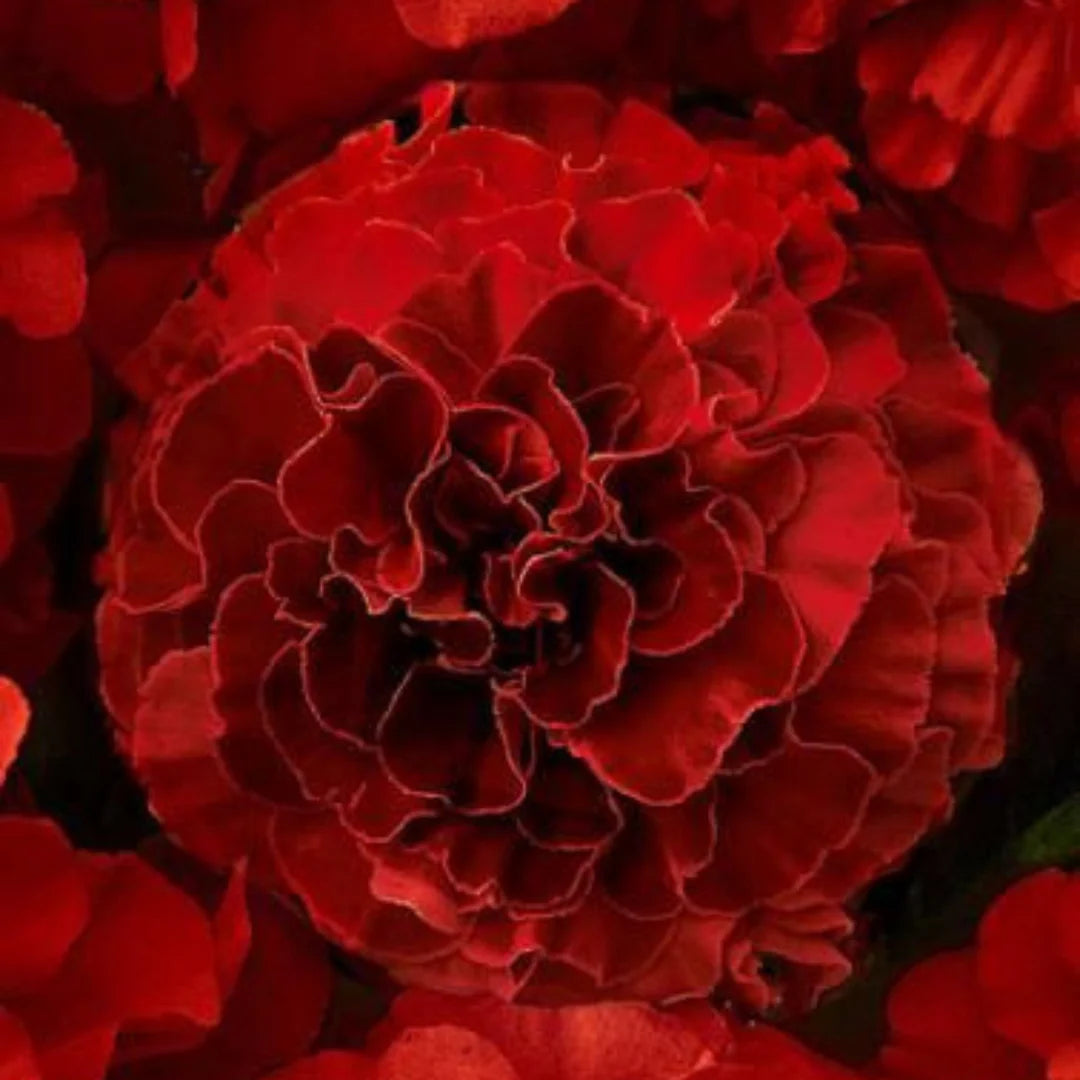 Dark Red Marigold Flower Seeds for Planting - Vibrant Annuals