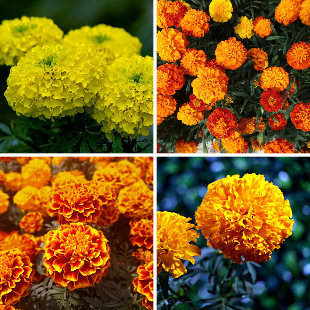 Mix Marigold Flower seeds for Planting - Fragrant Blossoms, Heirloom & GMO Free Seeds for Home Garden